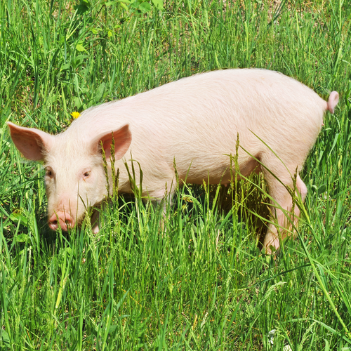 Zäune für Weideschweine