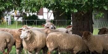 Neue Wolfsgebiete ausgewiesen: Förderkulisse in NRW erweitert