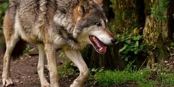 Wolfsabschuss in Bayern