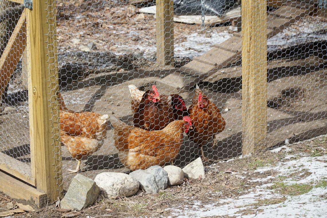  Chickens enclosed by a fixed fence 