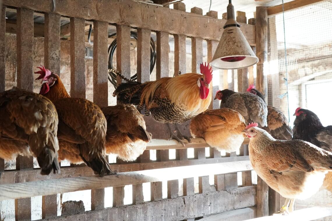  Chickens on perches 
