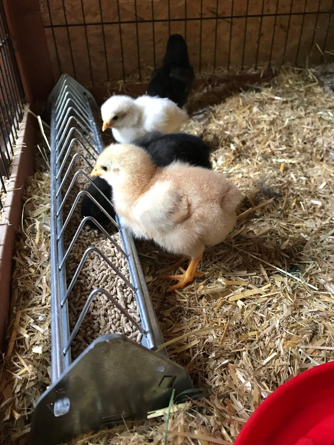  Chicks at the feeder 