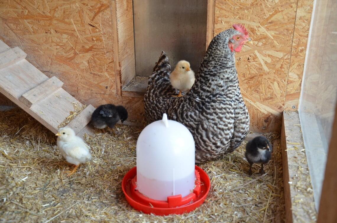  Hen with chicks and chicken drinker 